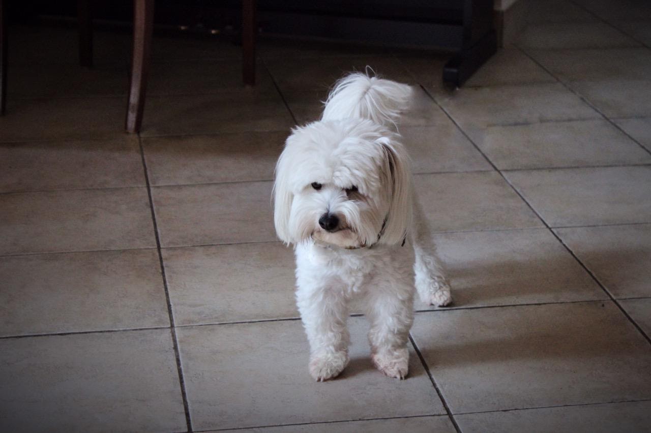 A real Coton de Tulear outdoors