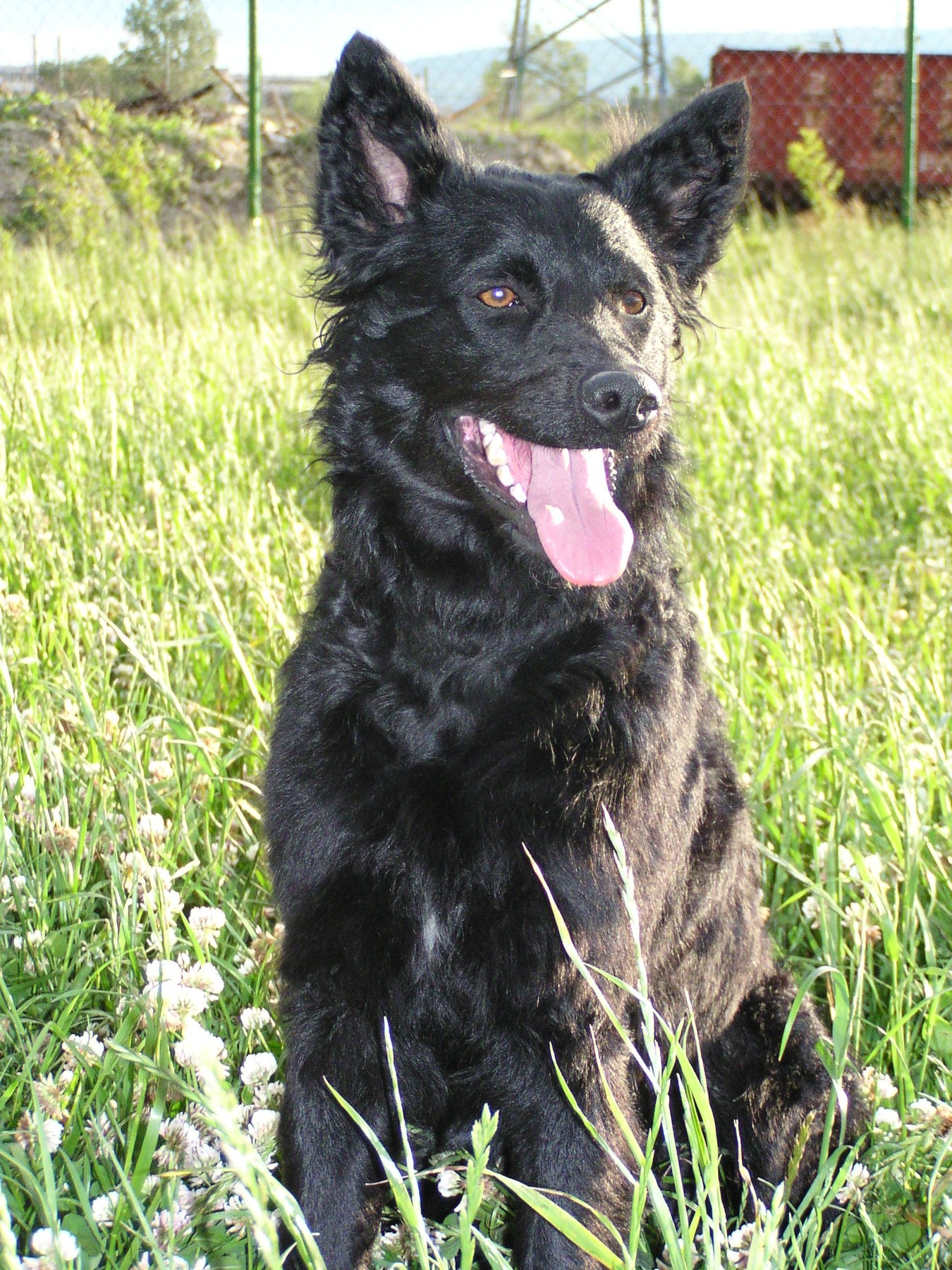 A real black Croatian Sheepdog outdoors