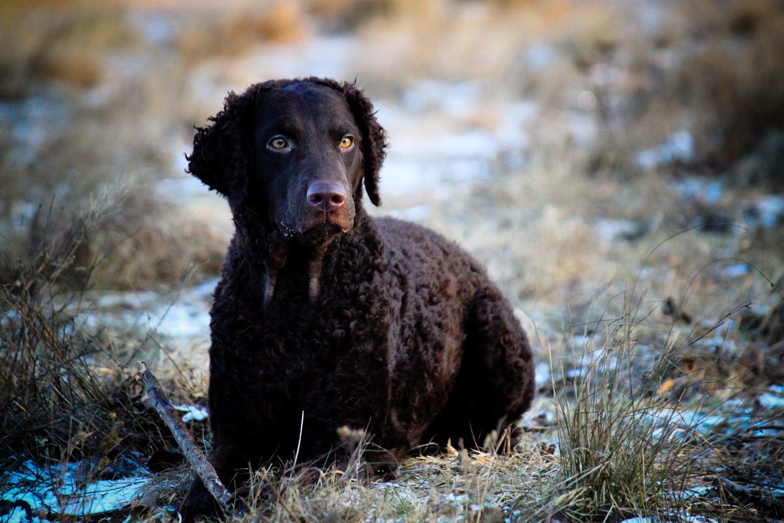 A liver Curly-Coated Retriever sitting outdoors