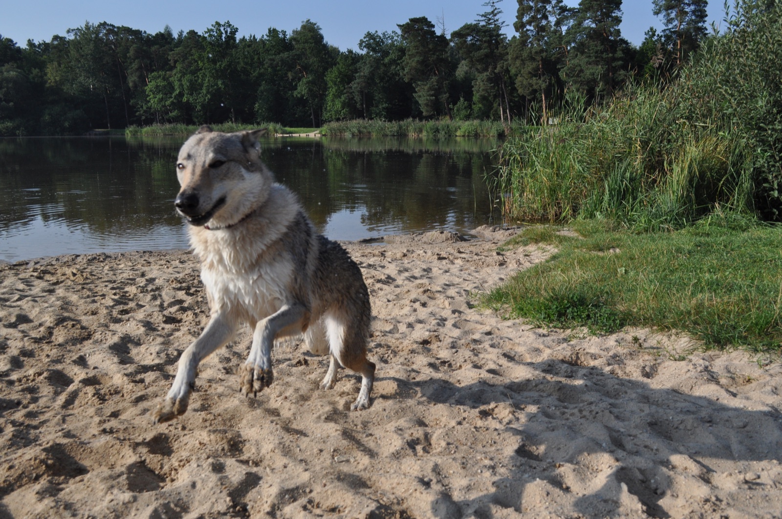 A real wolf-grey Czechoslovakian Wolfdog