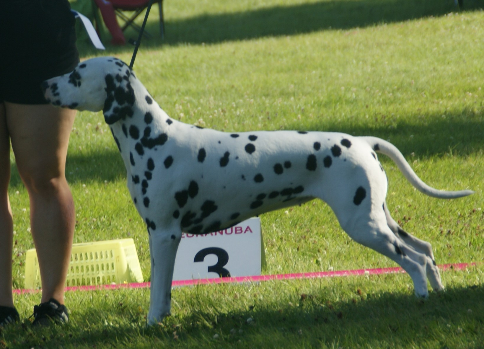 A real Dalmatian