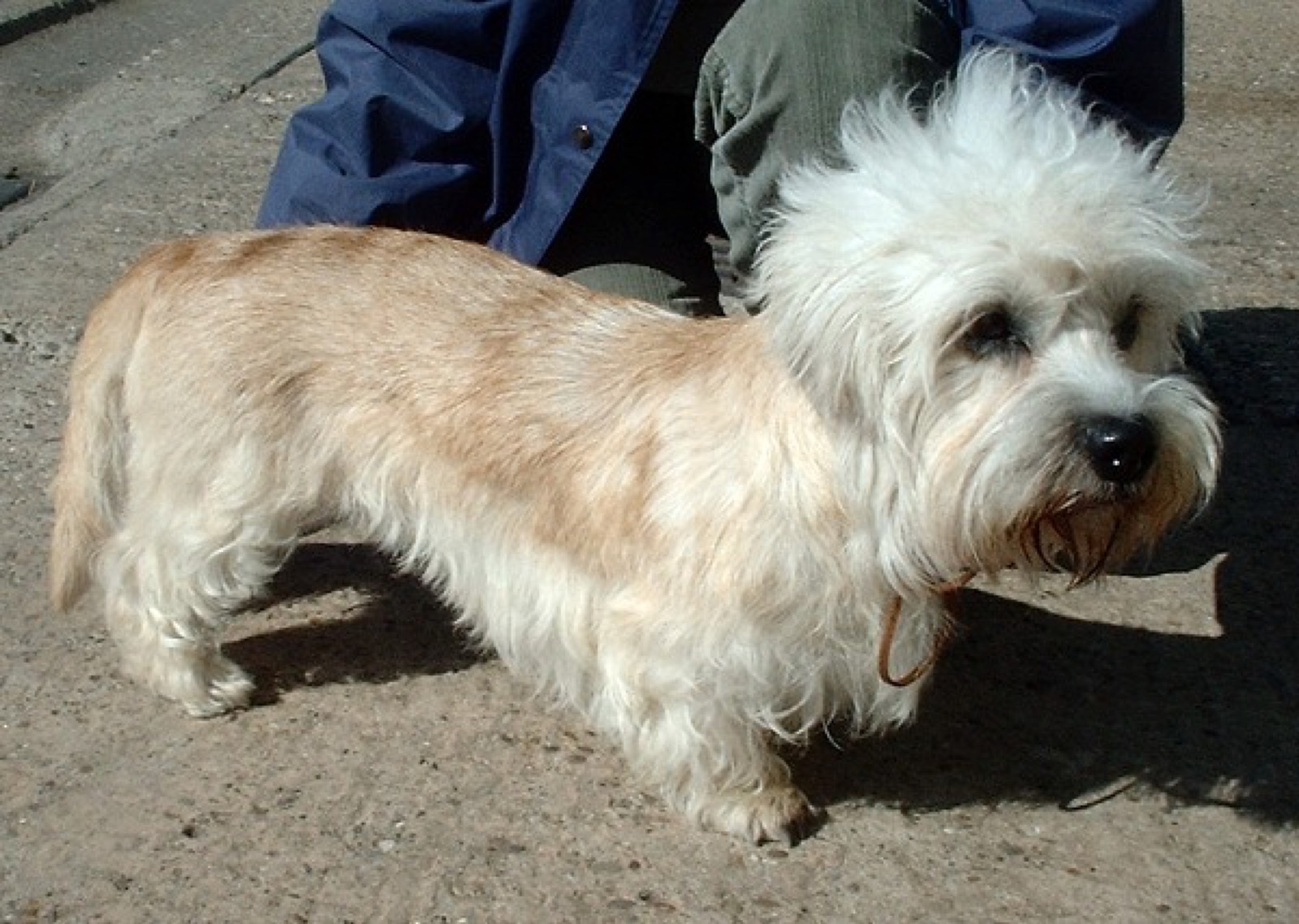 A real Dandie Dinmont Terrier