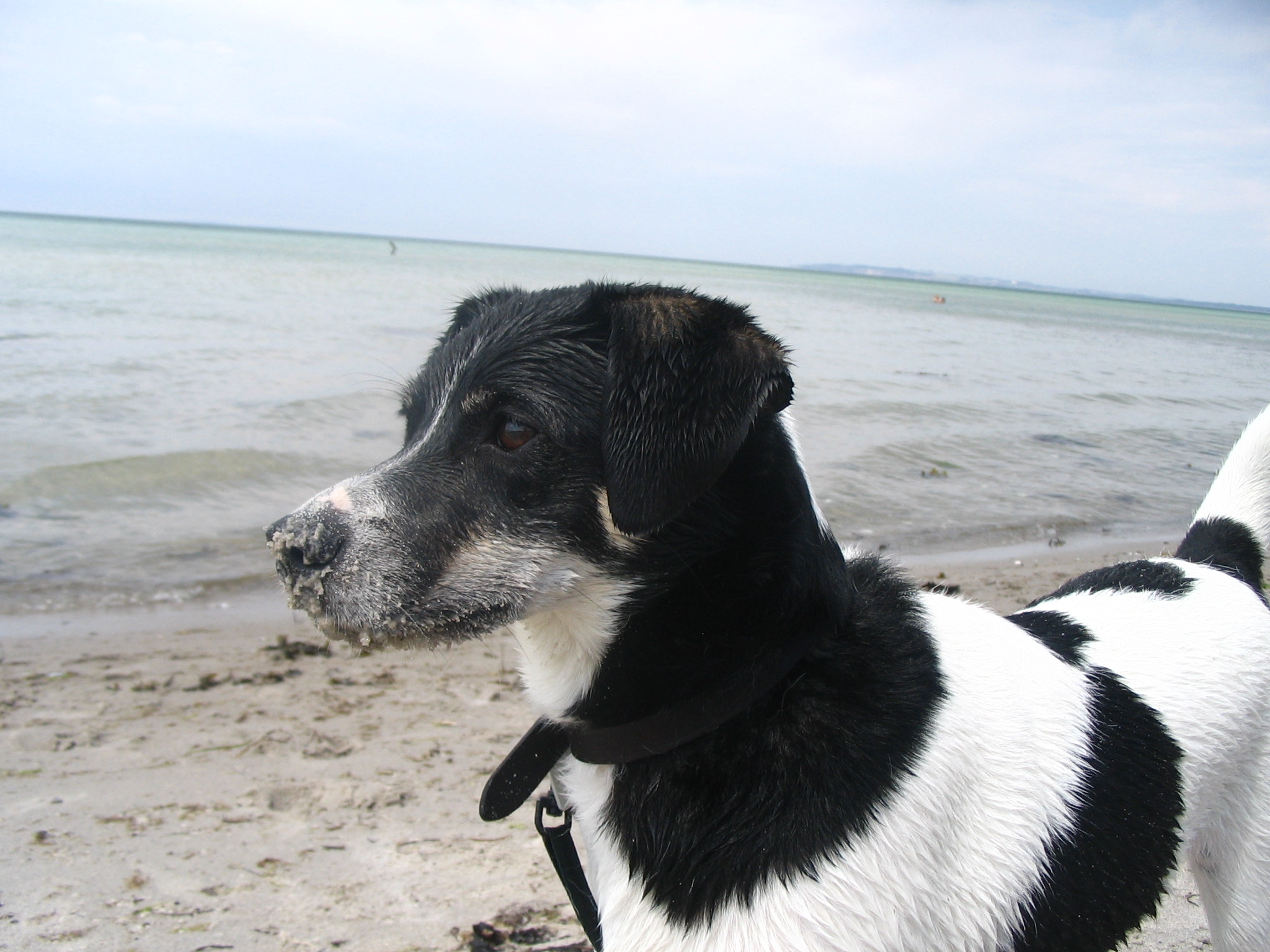 A real Danish-Swedish Farmdog outdoors