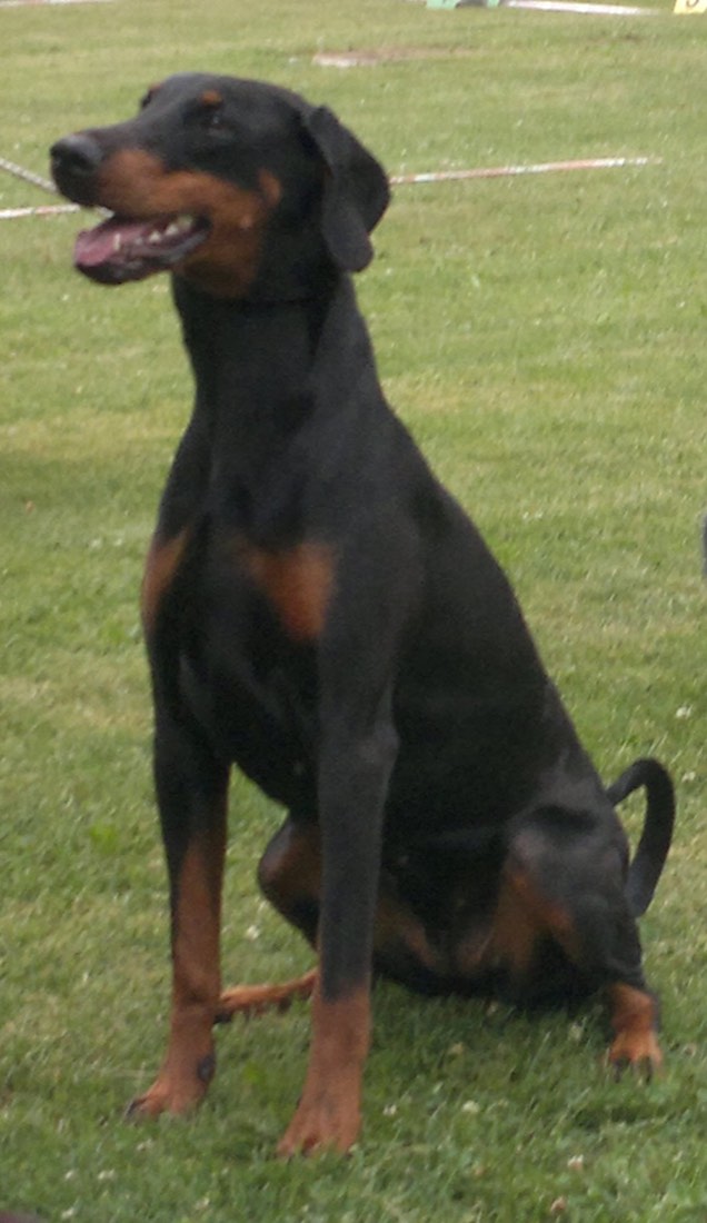 A real Doberman Pinscher