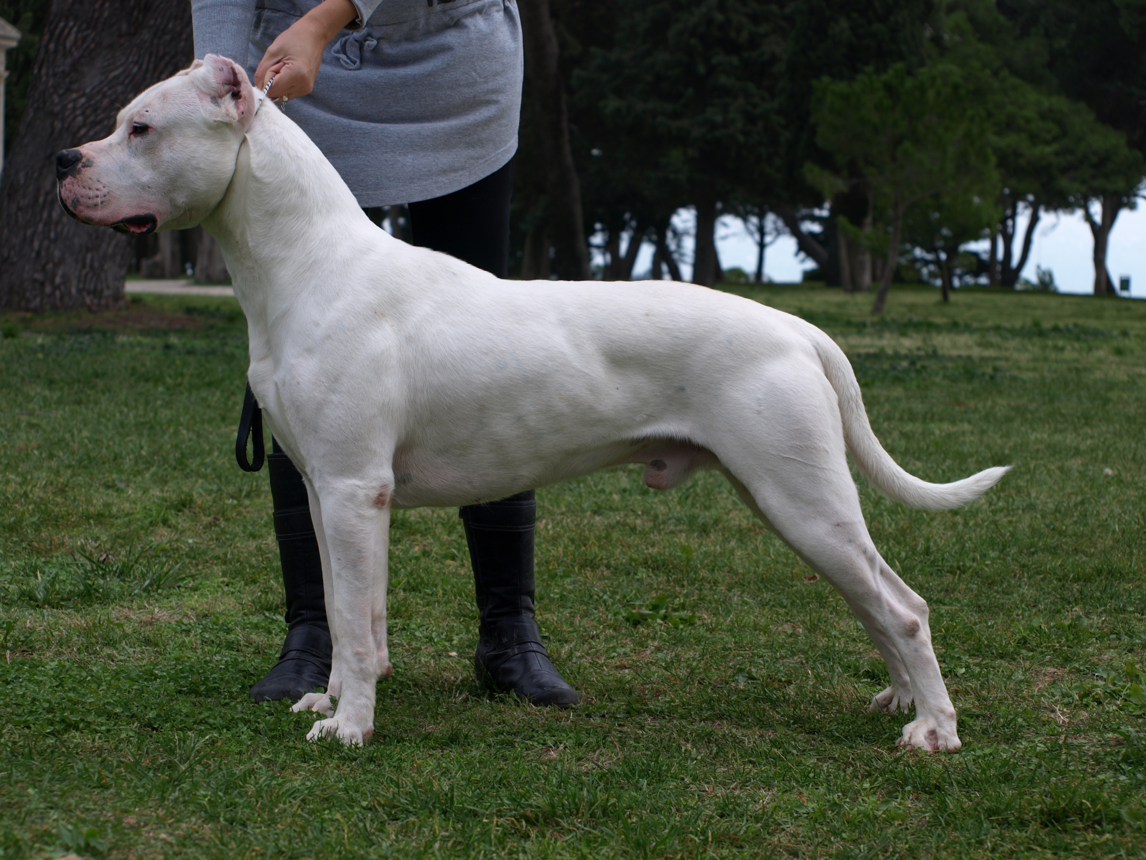 A real Dogo Argentino