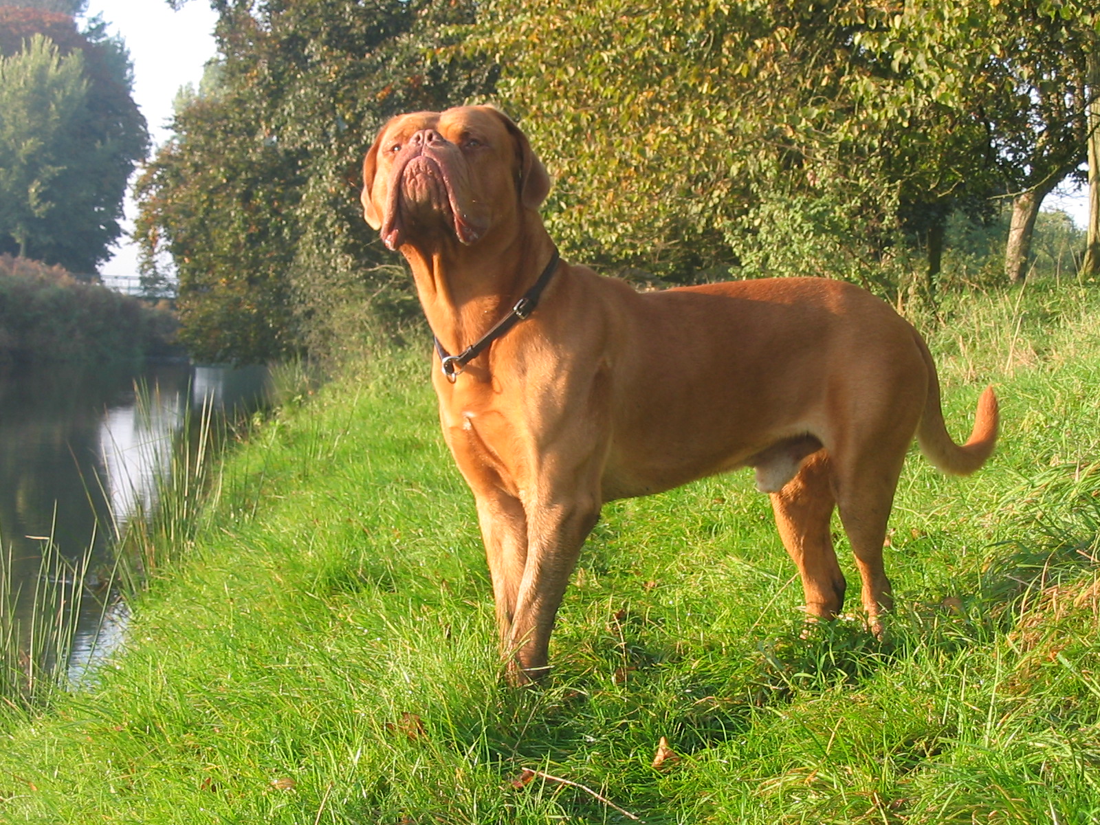 A real Dogue de Bordeaux