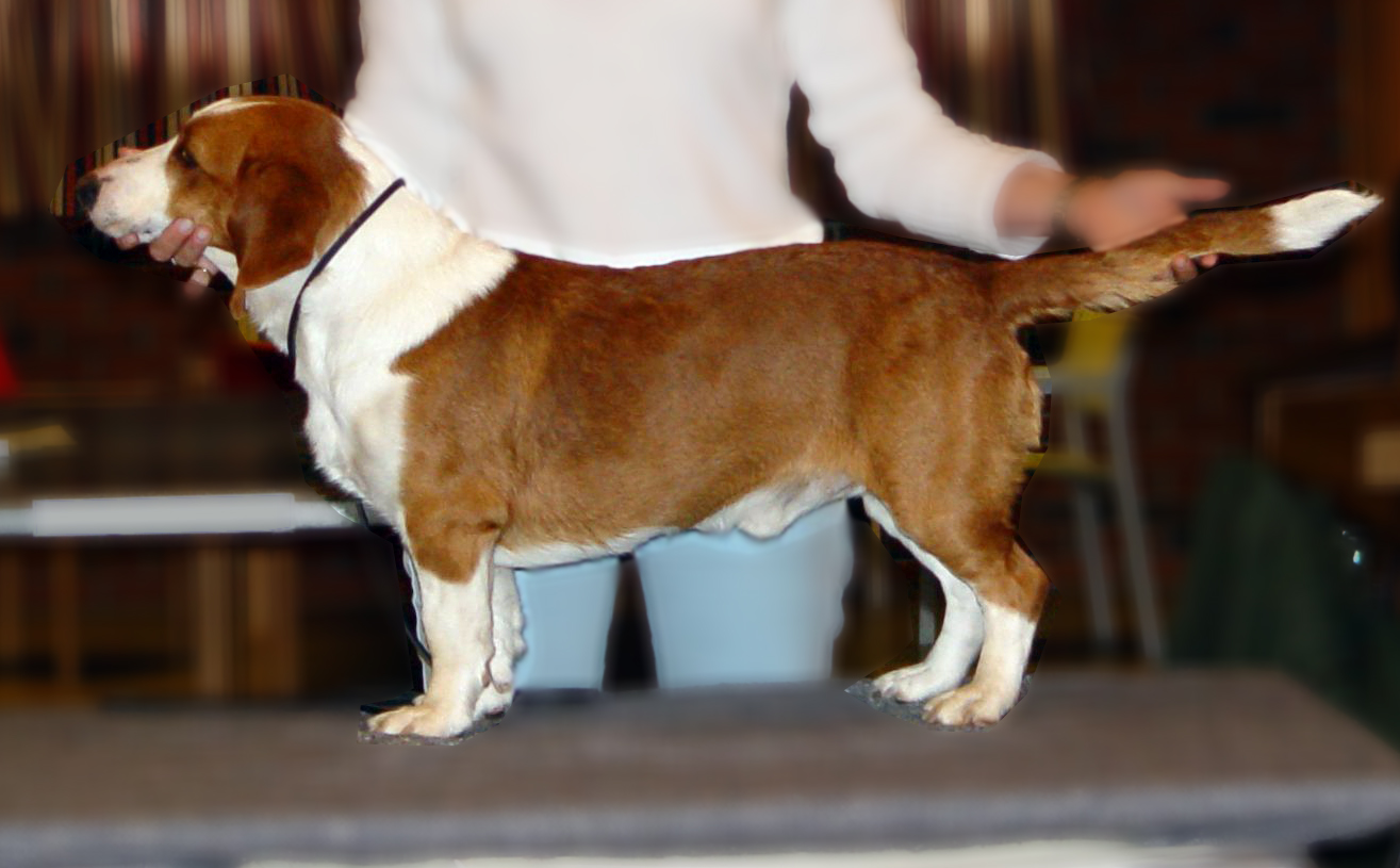 A real tricolor Drever standing in side profile