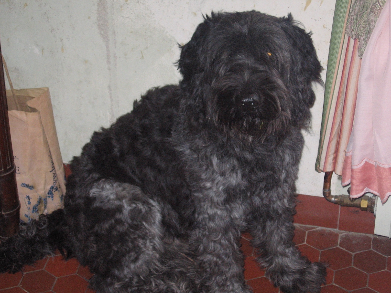 A real shaggy Dutch Schapendoes