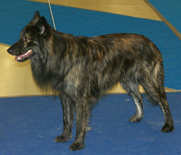 A real long-haired Dutch Shepherd
