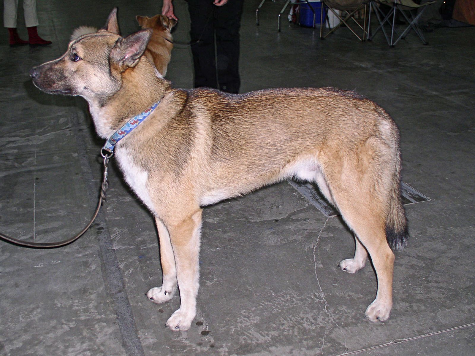 A real East Siberian Laika