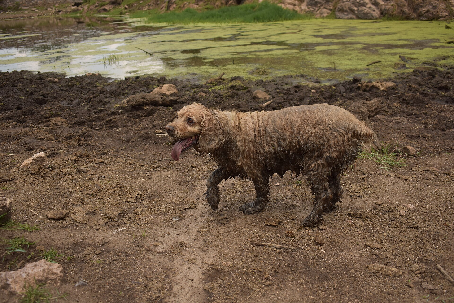 A real English Cocker Spaniel