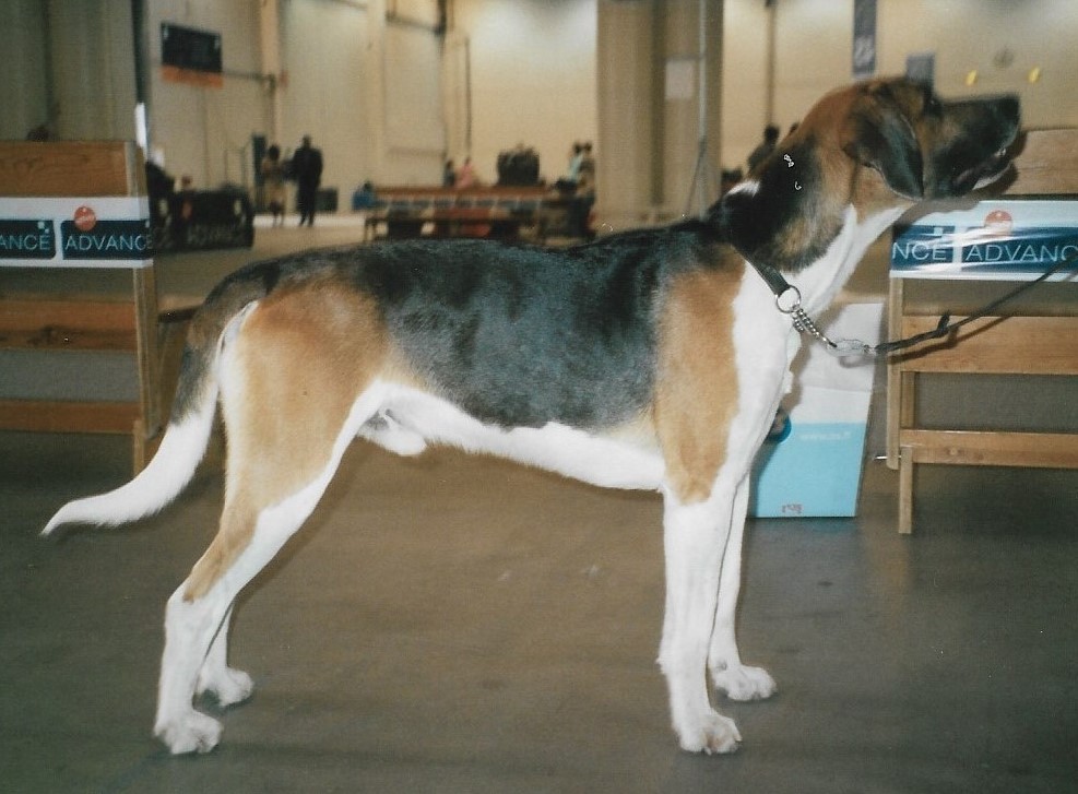 A real English Foxhound