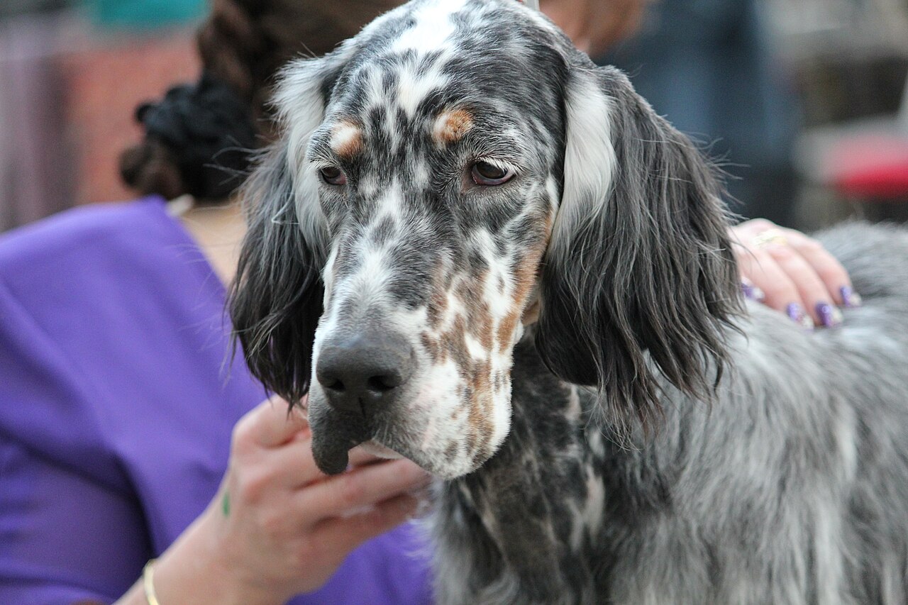 A real English Setter