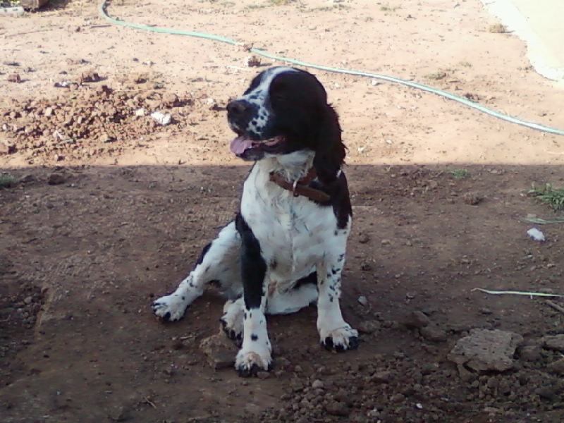 A real English Springer Spaniel