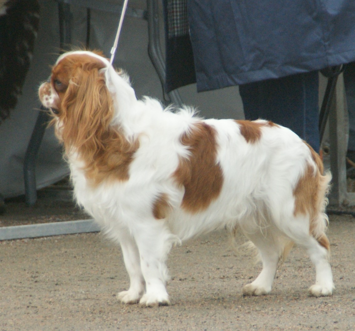 A real Blenheim English Toy Spaniel standing outdoors