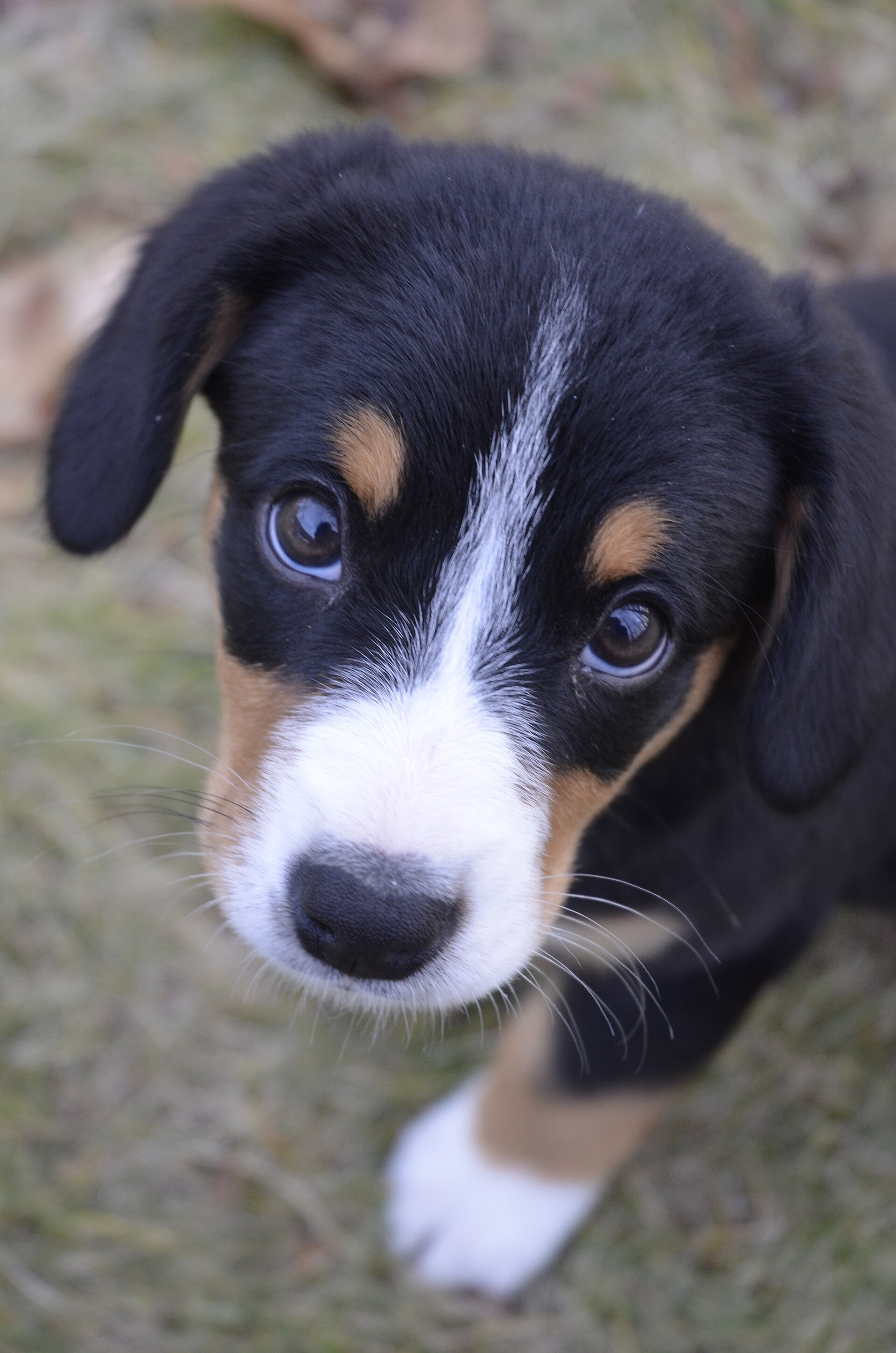 A real Entlebucher Mountain Dog puppy