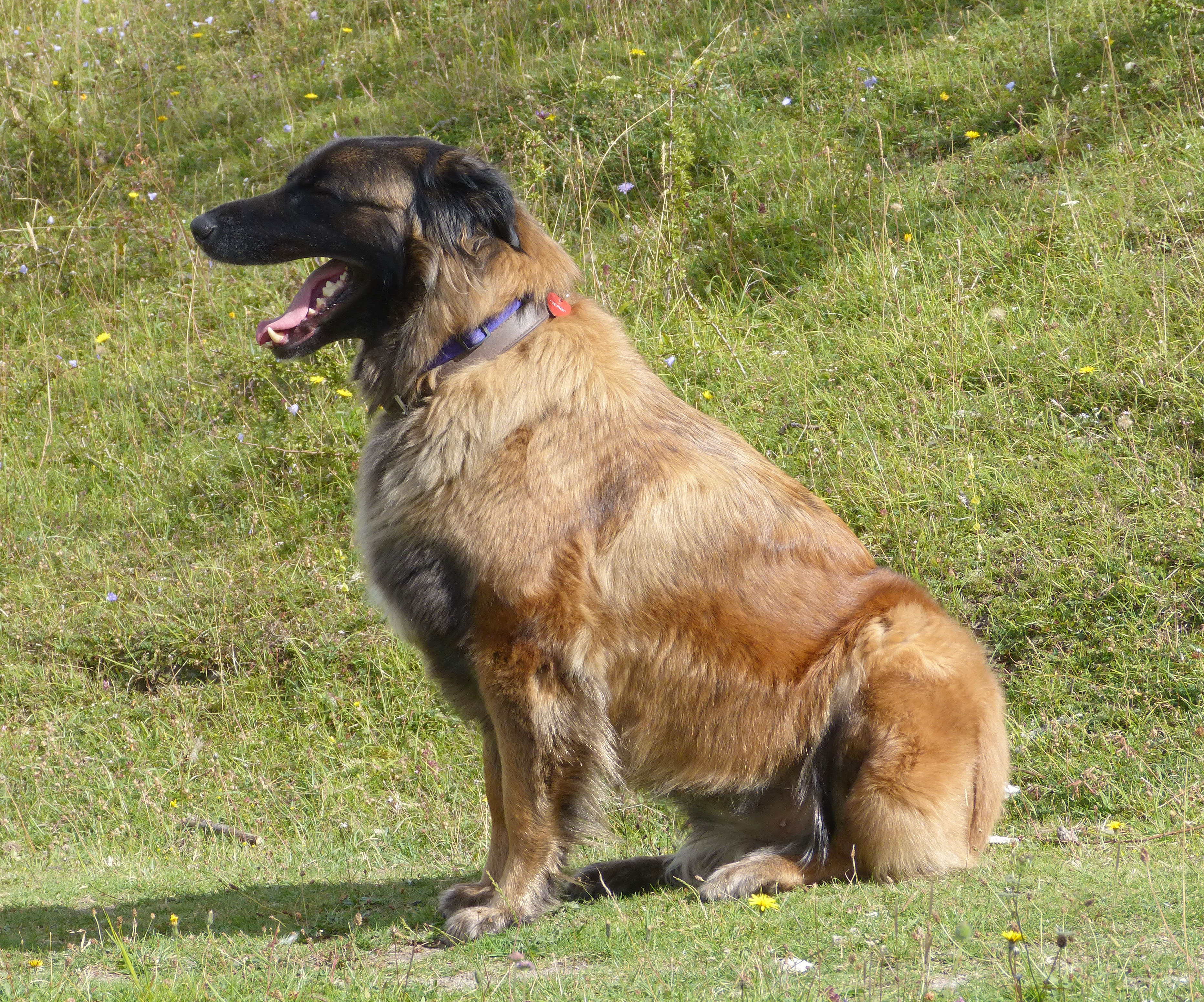 A real fawn Estrela Mountain Dog outdoors