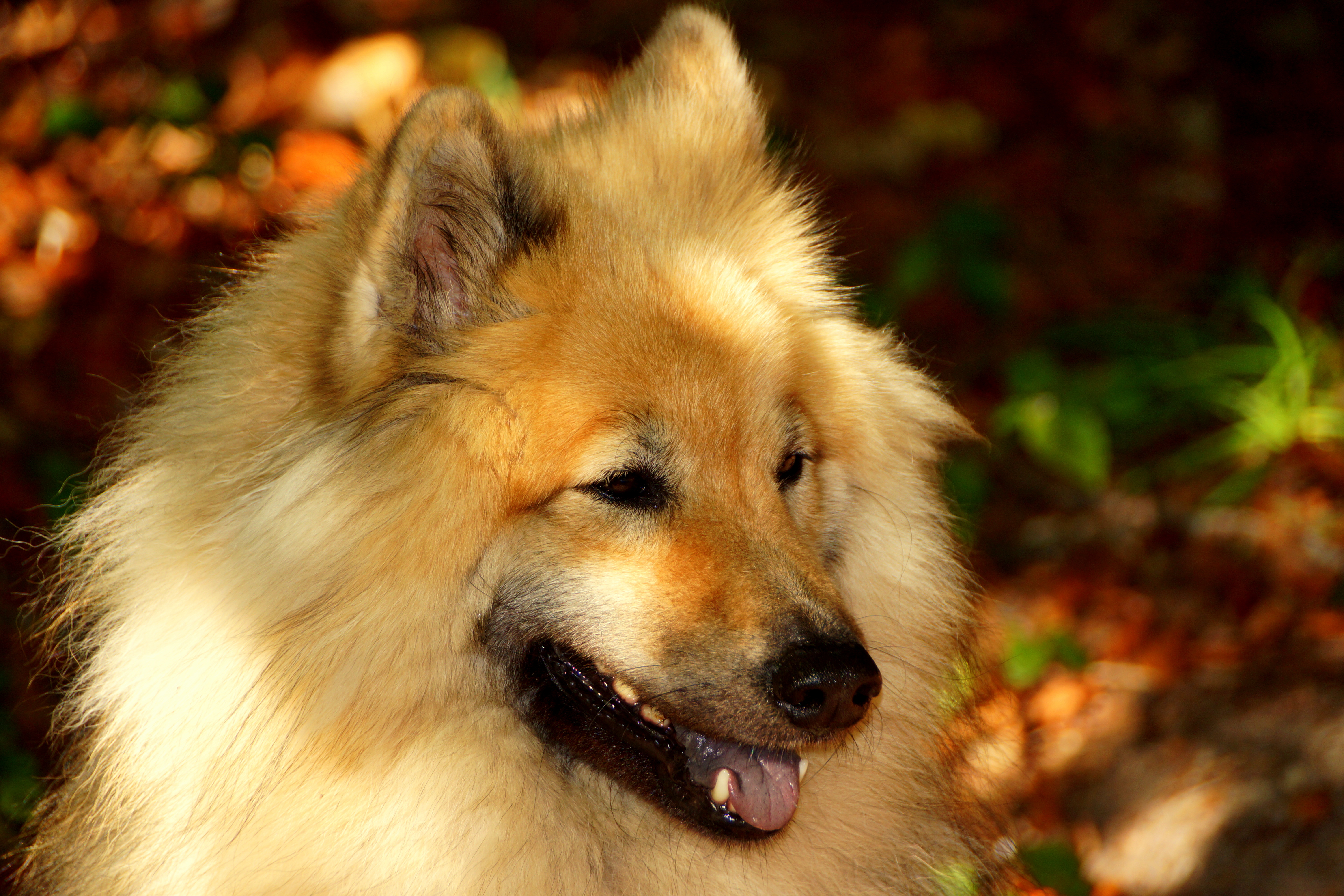 A real Eurasier outdoors