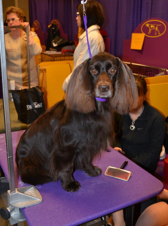 A real Field Spaniel