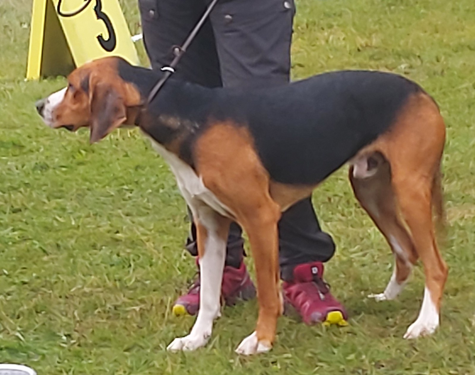 A real tricolour Finnish Hound