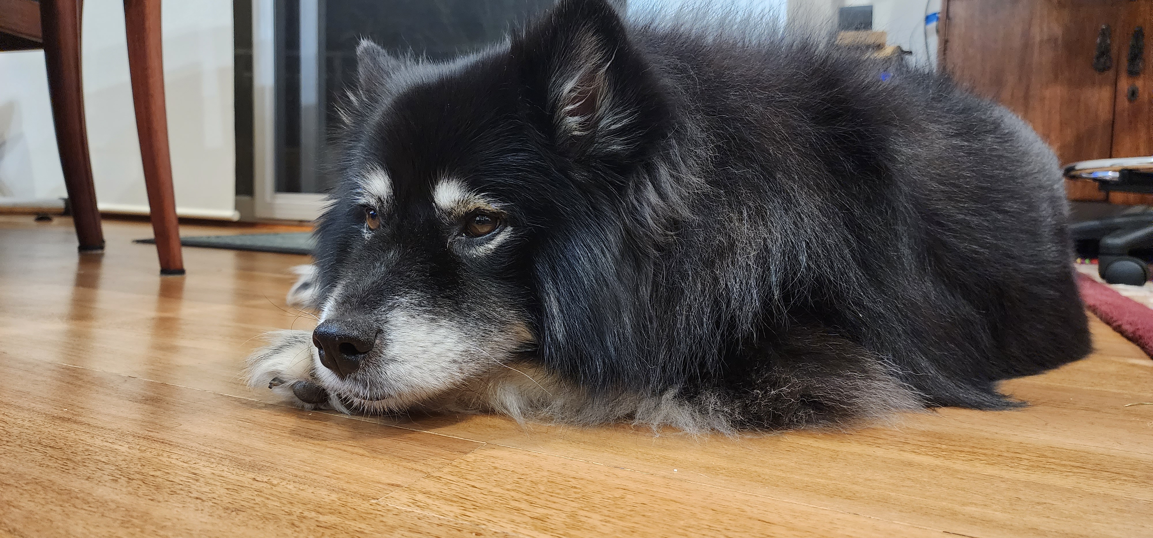 A real Finnish Lapphund