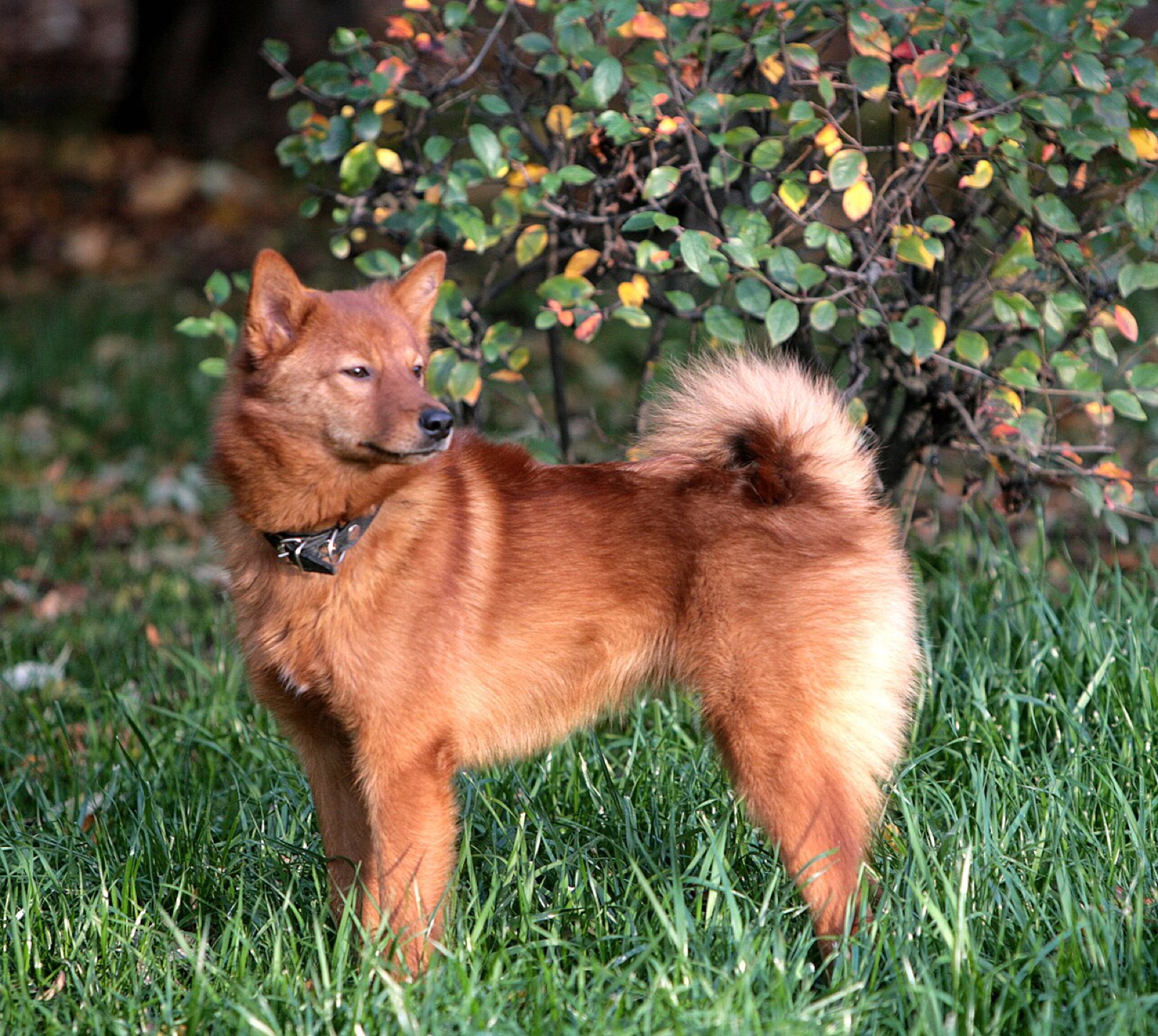 A real Finnish Spitz