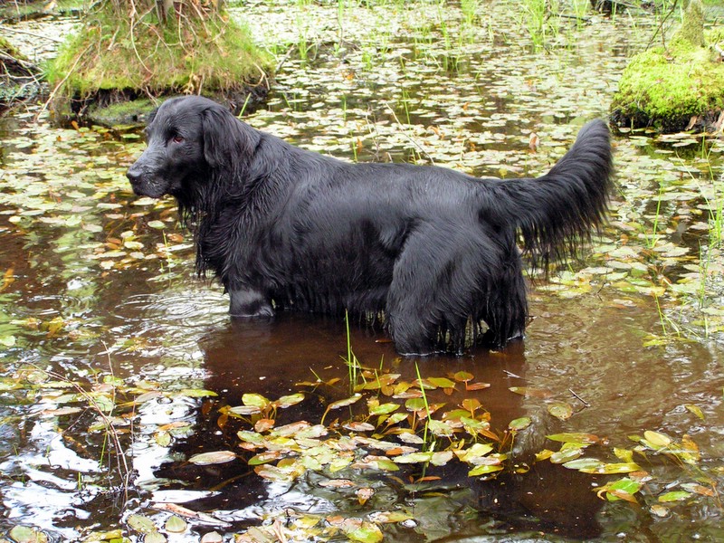 A real Flat-Coated Retriever