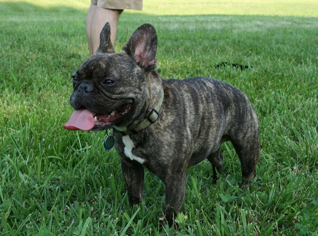A real French Bulldog