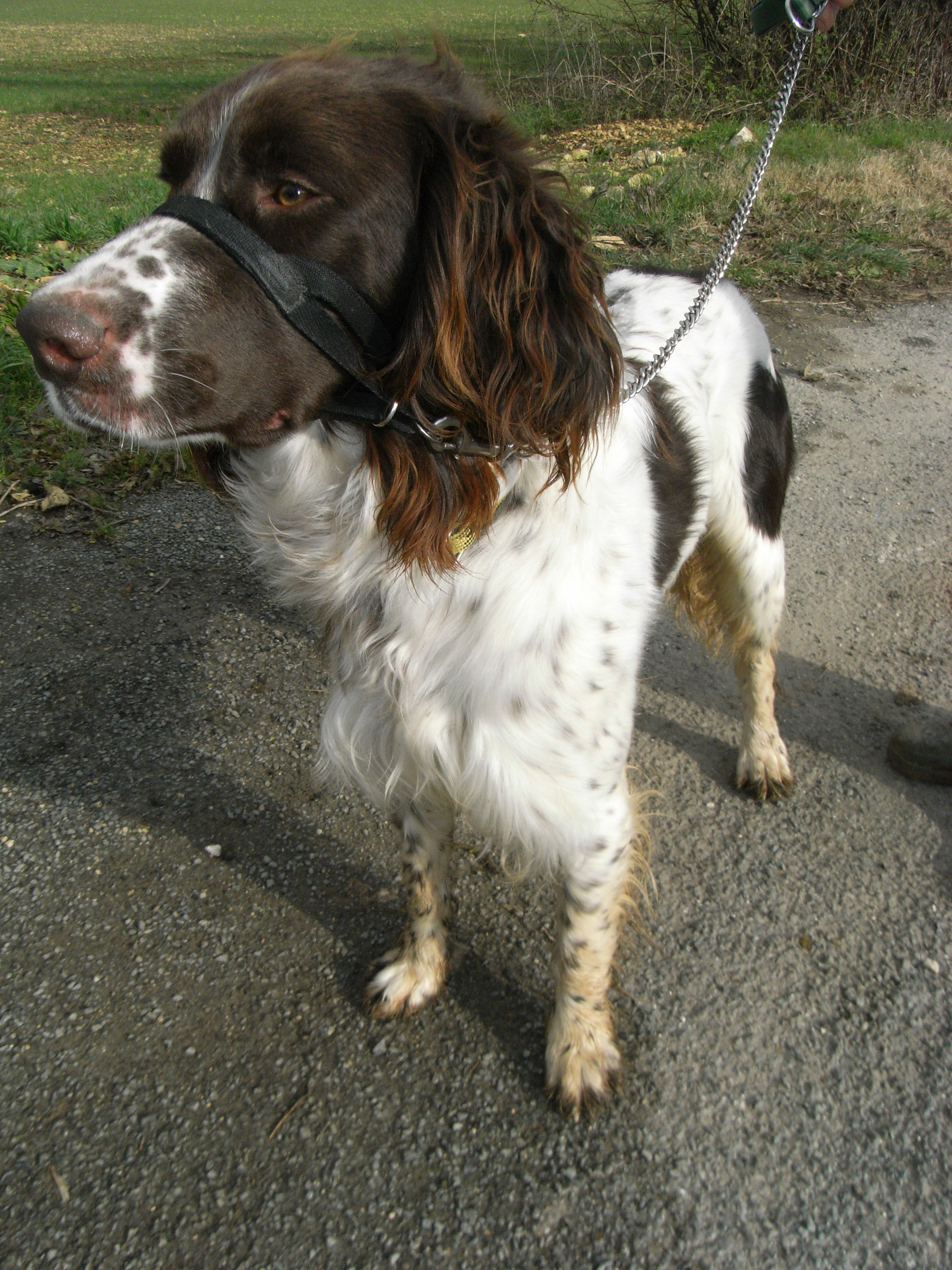A real brown-and-white French Spaniel standing outdoors
