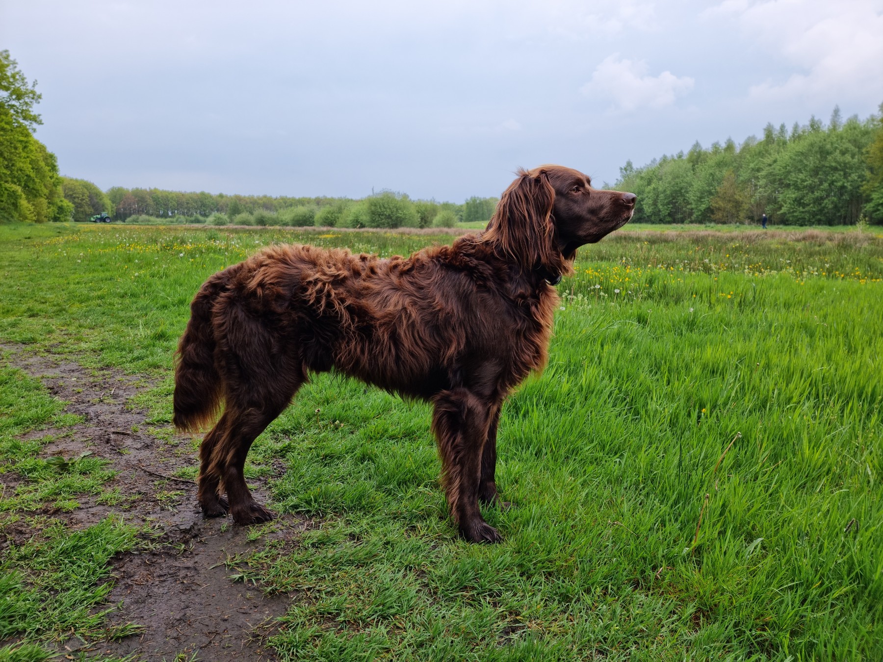 A real brown German Longhaired Pointer outdoors