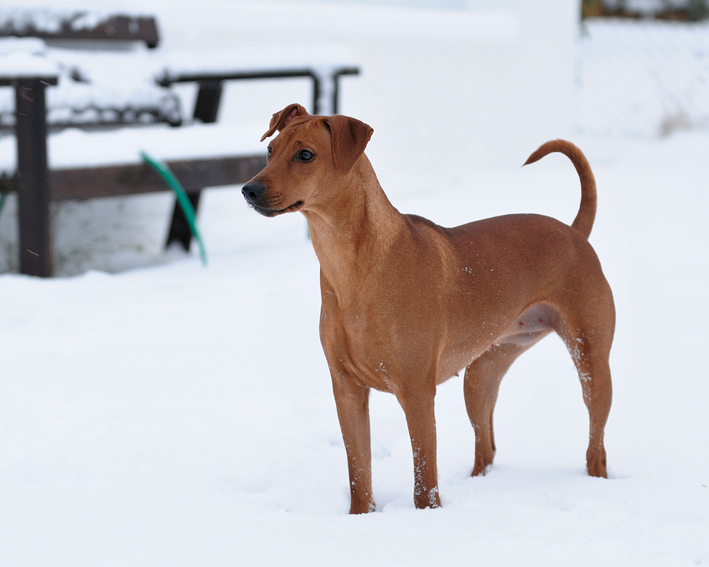 A real German Pinscher