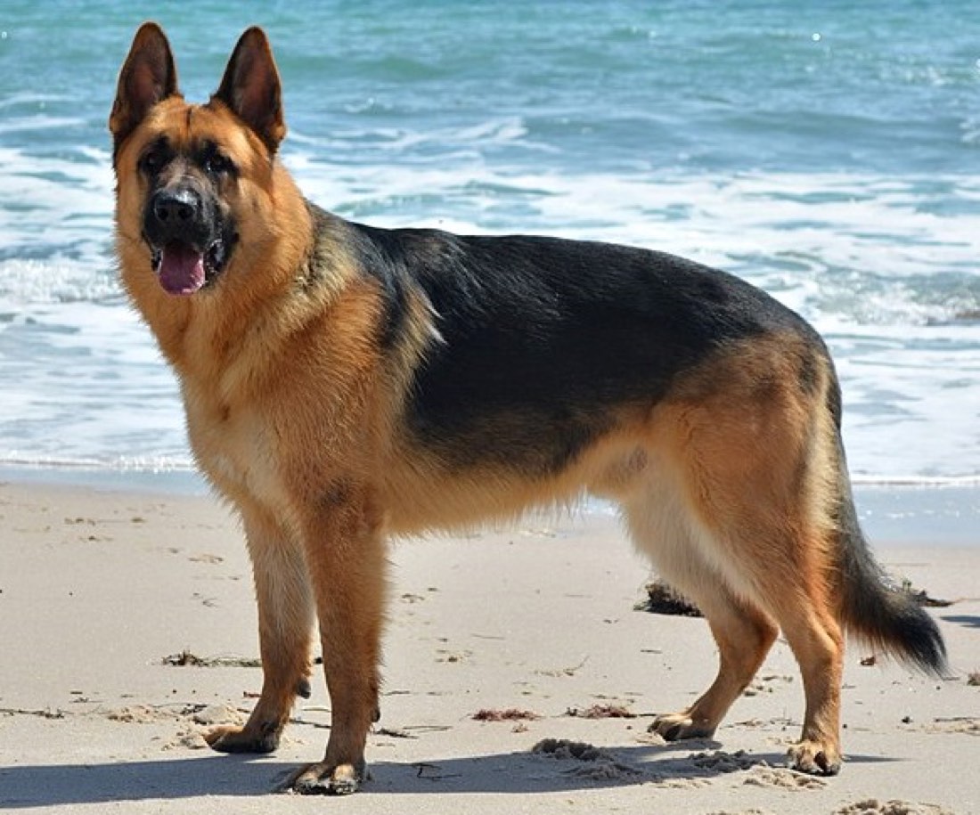 A real German Shepherd Dog