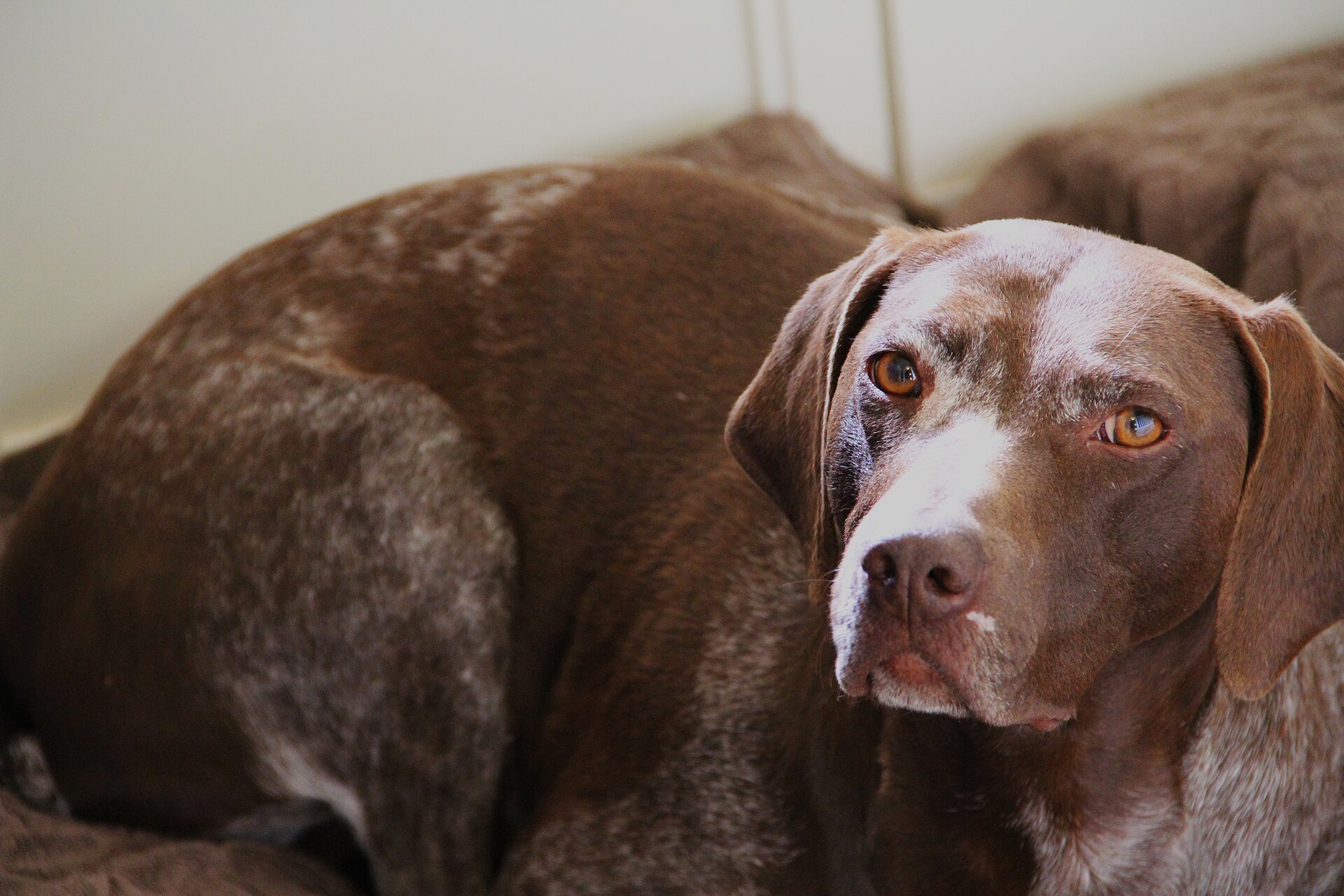 A real German Shorthaired Pointer