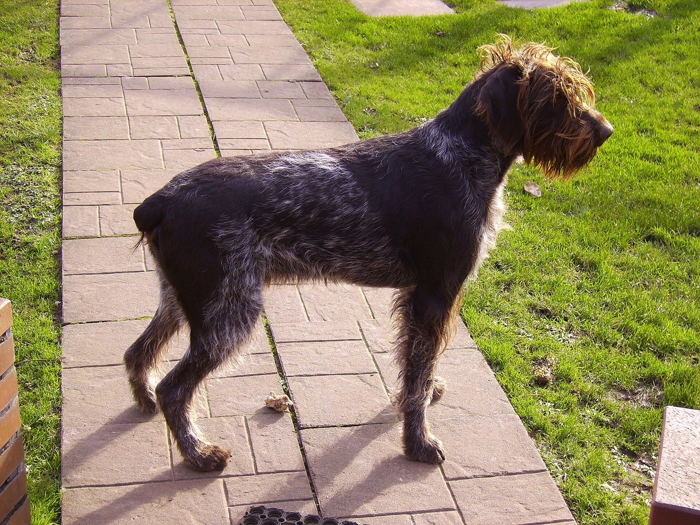 A real German Wirehaired Pointer