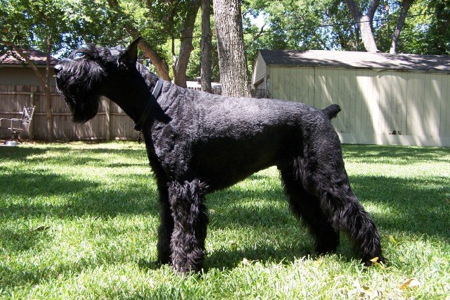 A real Giant Schnauzer