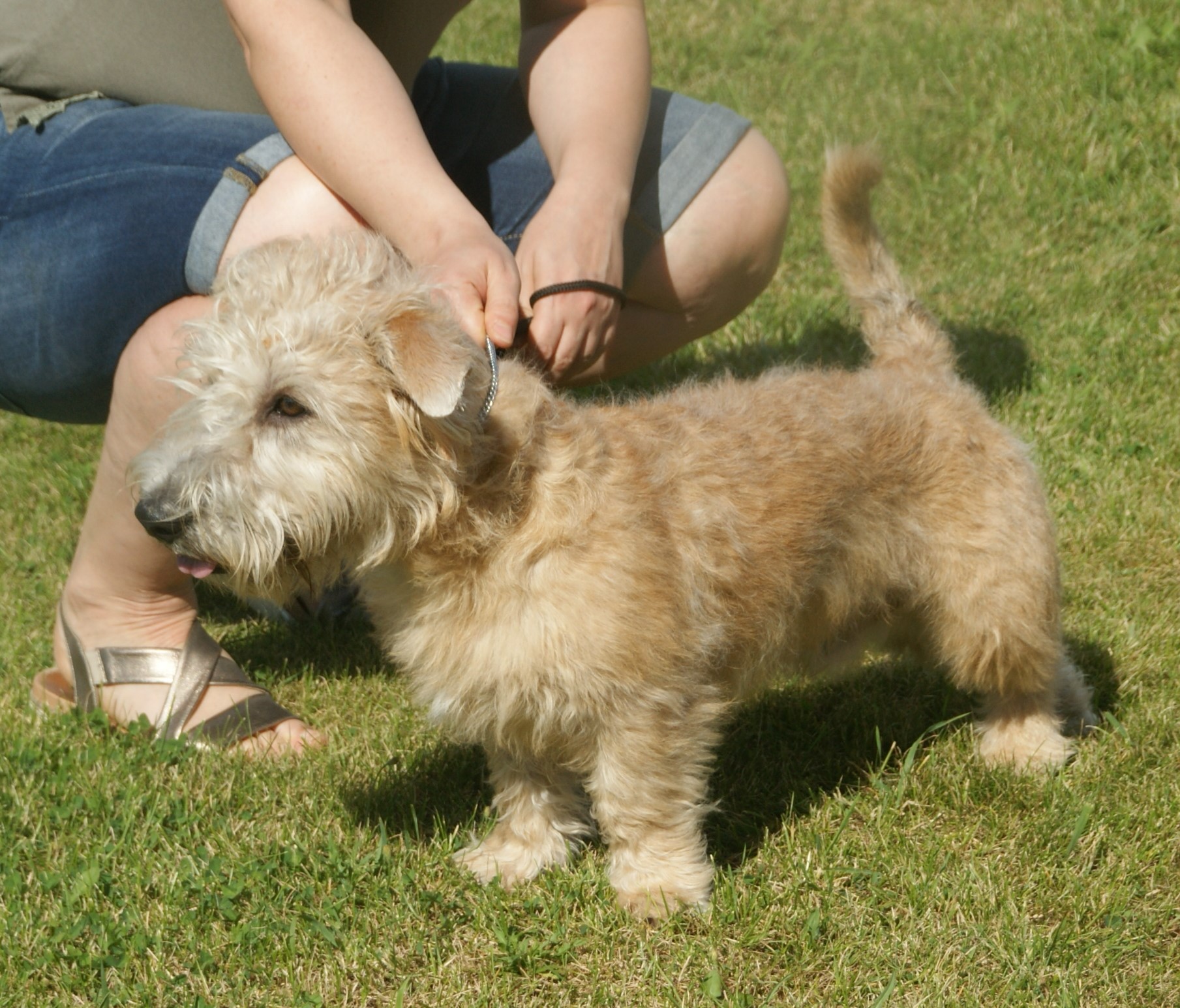 A real wheaten Glen of Imaal Terrier