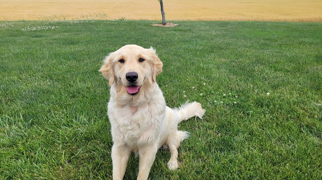 Golden Retriever outdoors