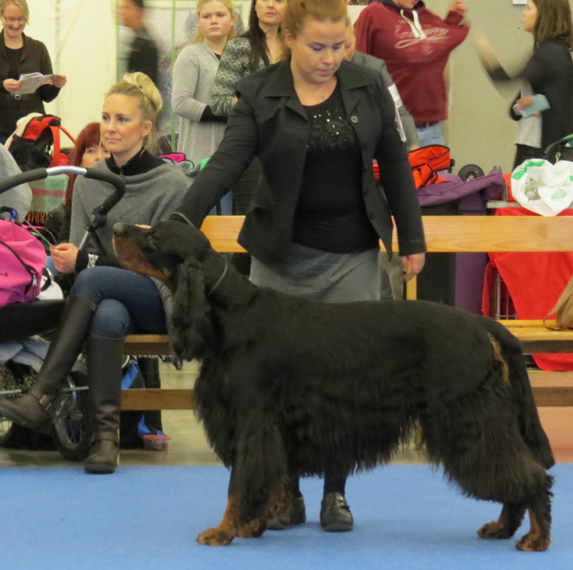 A real Gordon Setter