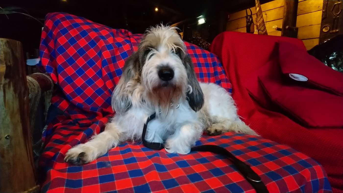 A real Grand Basset Griffon Vendéen