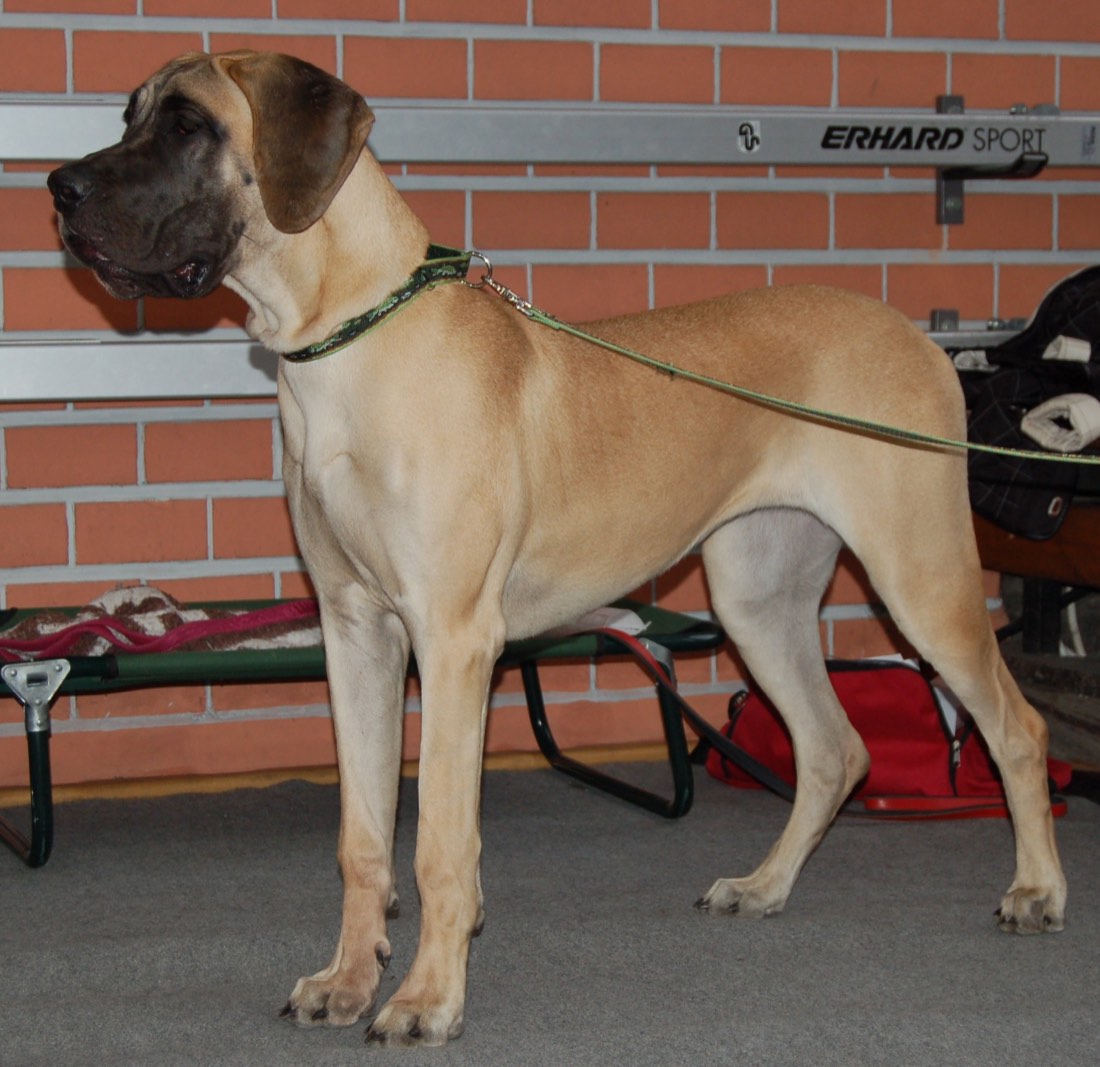 A real Great Dane