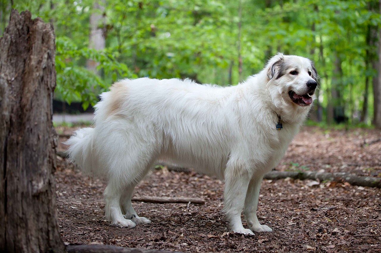 A real Great Pyrenees