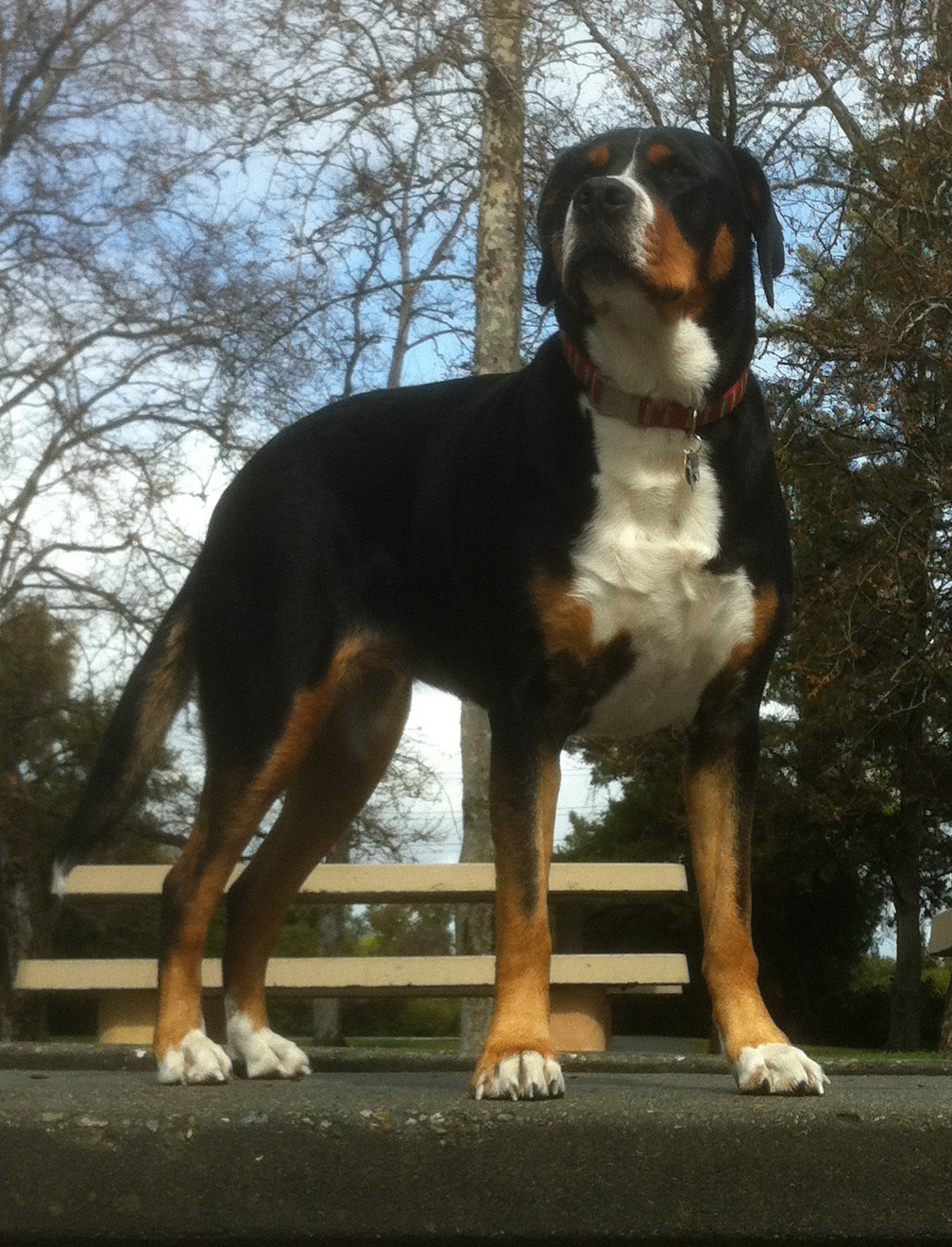 A real Greater Swiss Mountain Dog