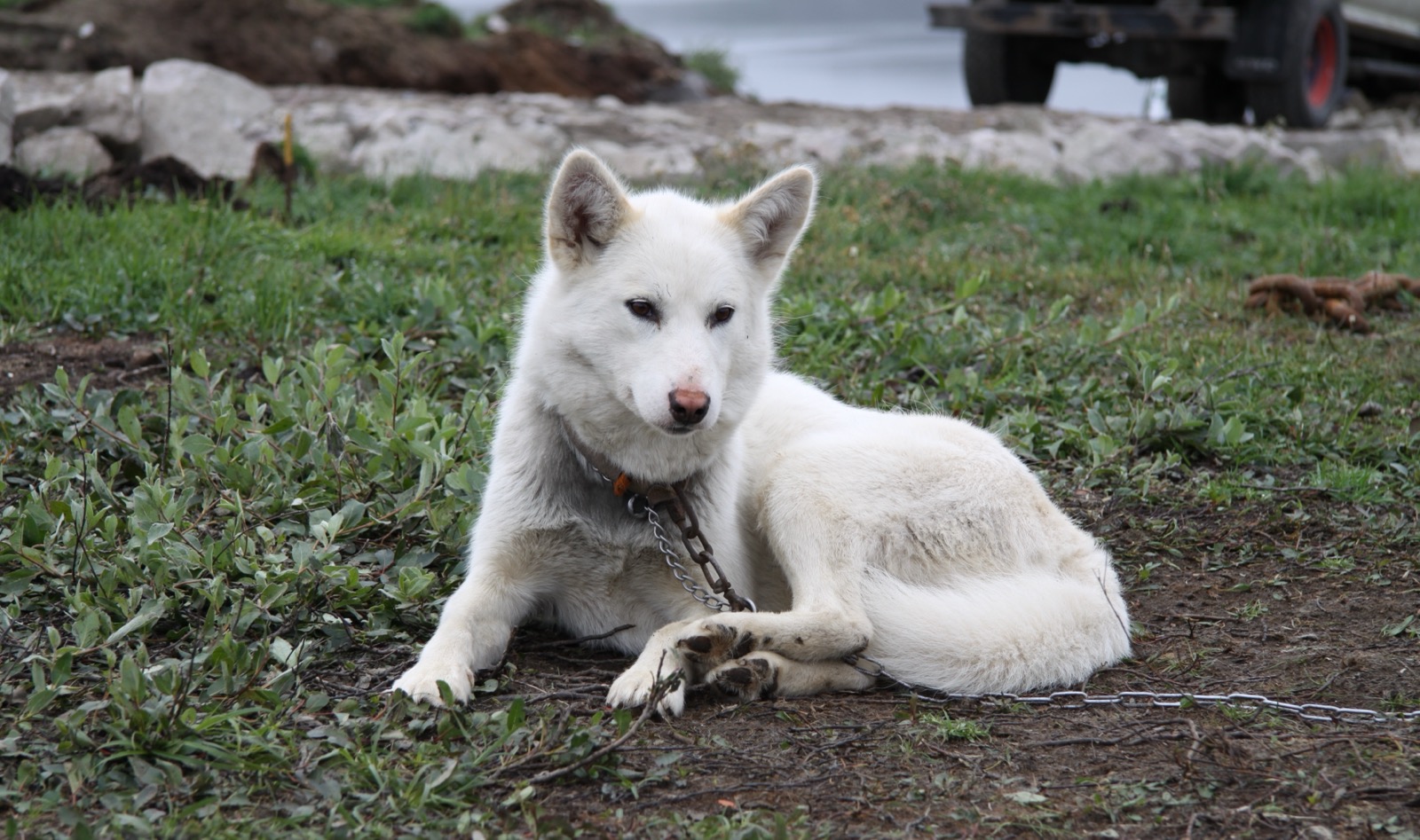 A real Greenland Dog in Sisimiut