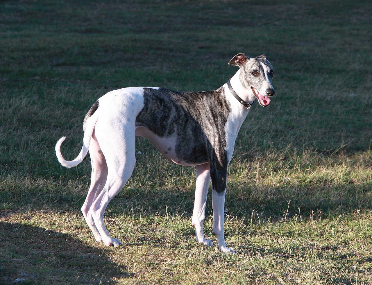 A real Greyhound