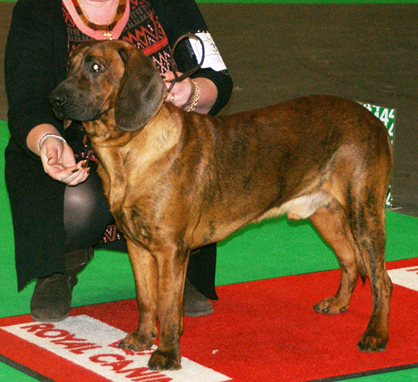 A real Hanoverian Scenthound standing outdoors