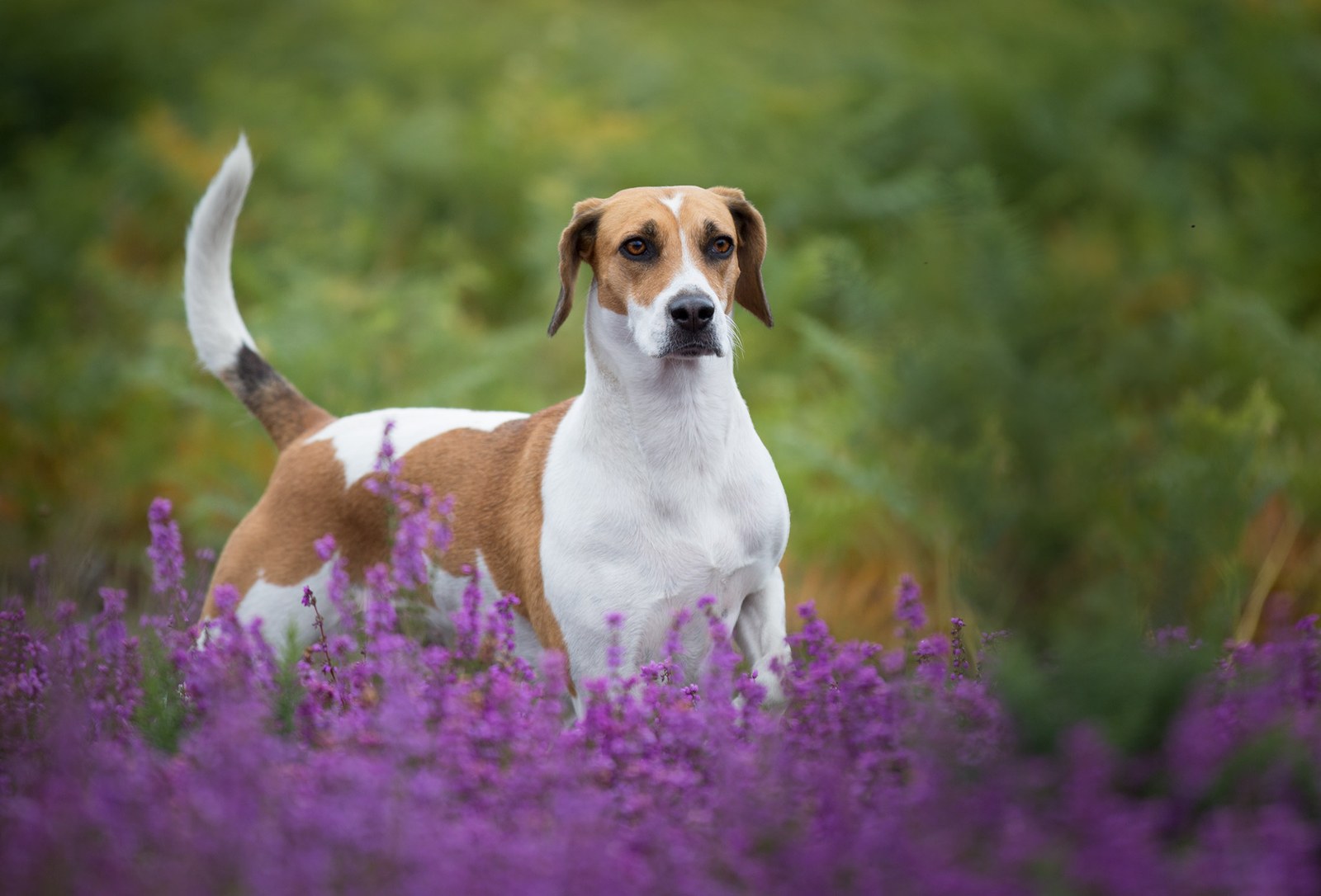 A Harrier standing among purple flowers