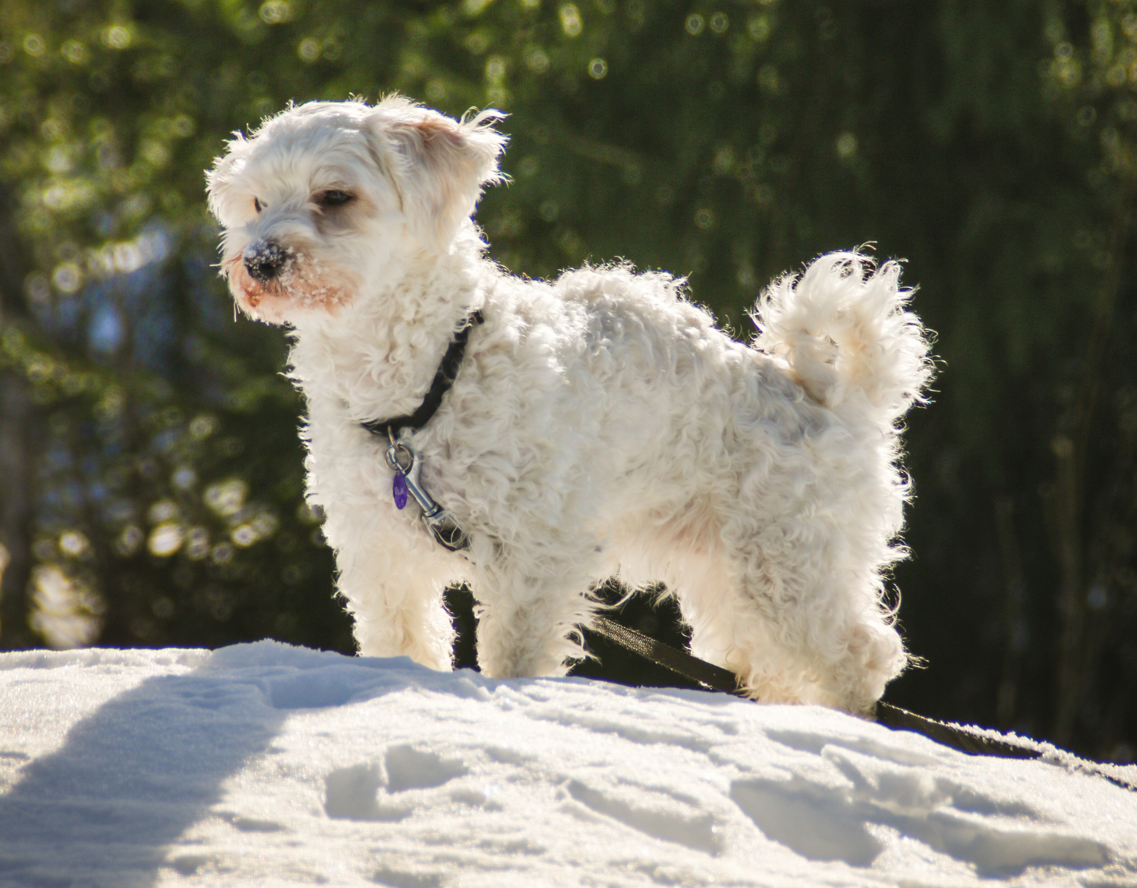 A real Havanese standing in snow