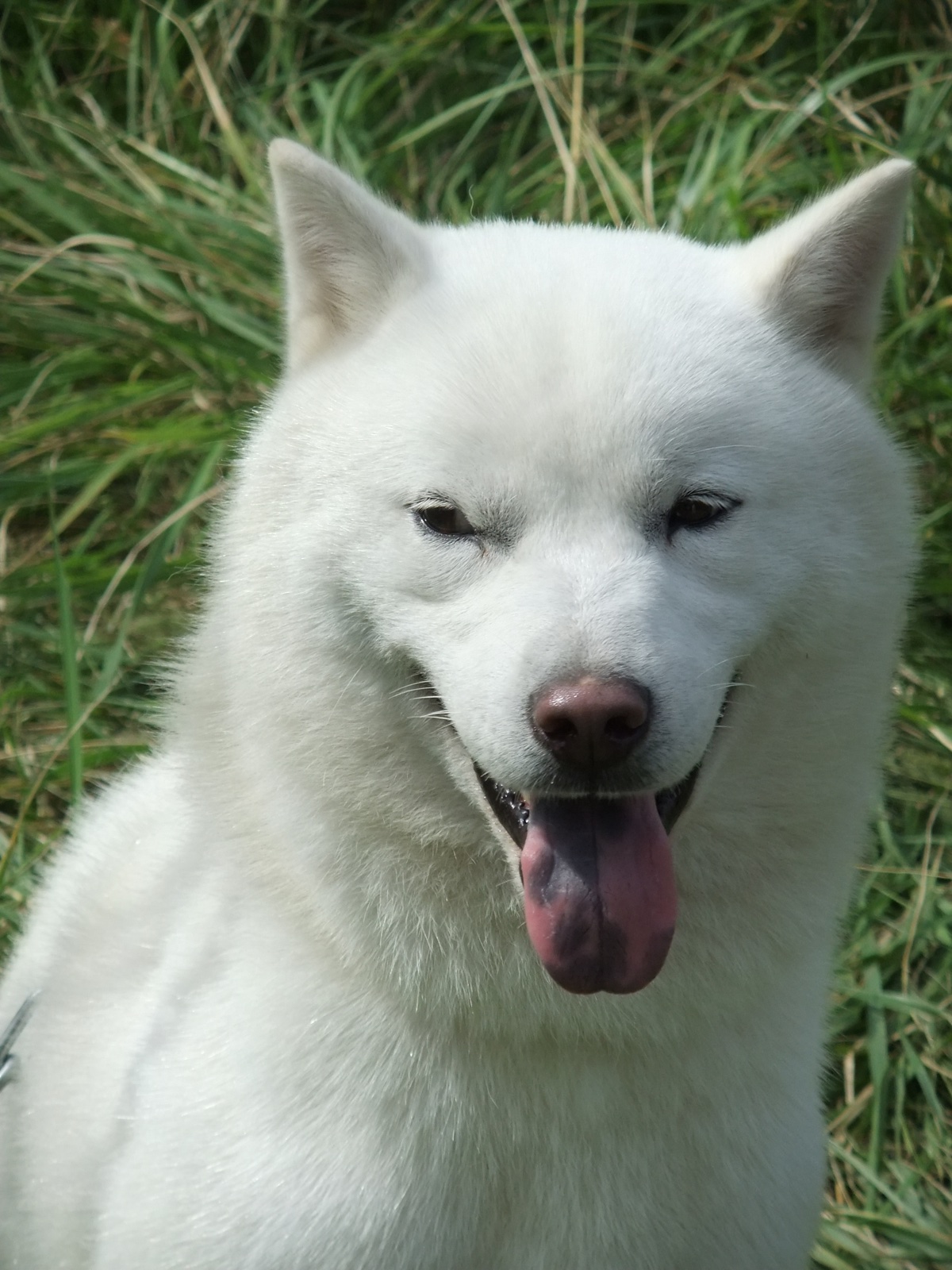 A real red Hokkaido dog standing outdoors