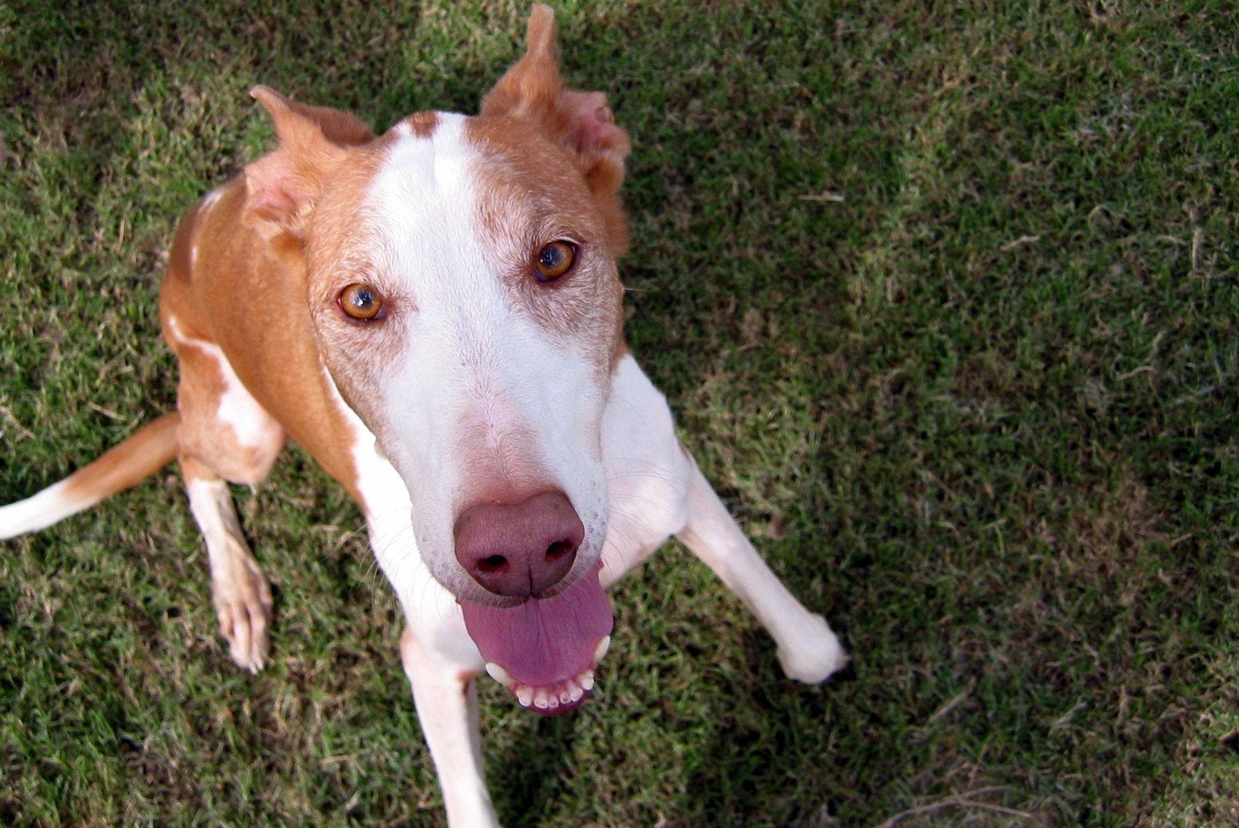 A real Ibizan Hound