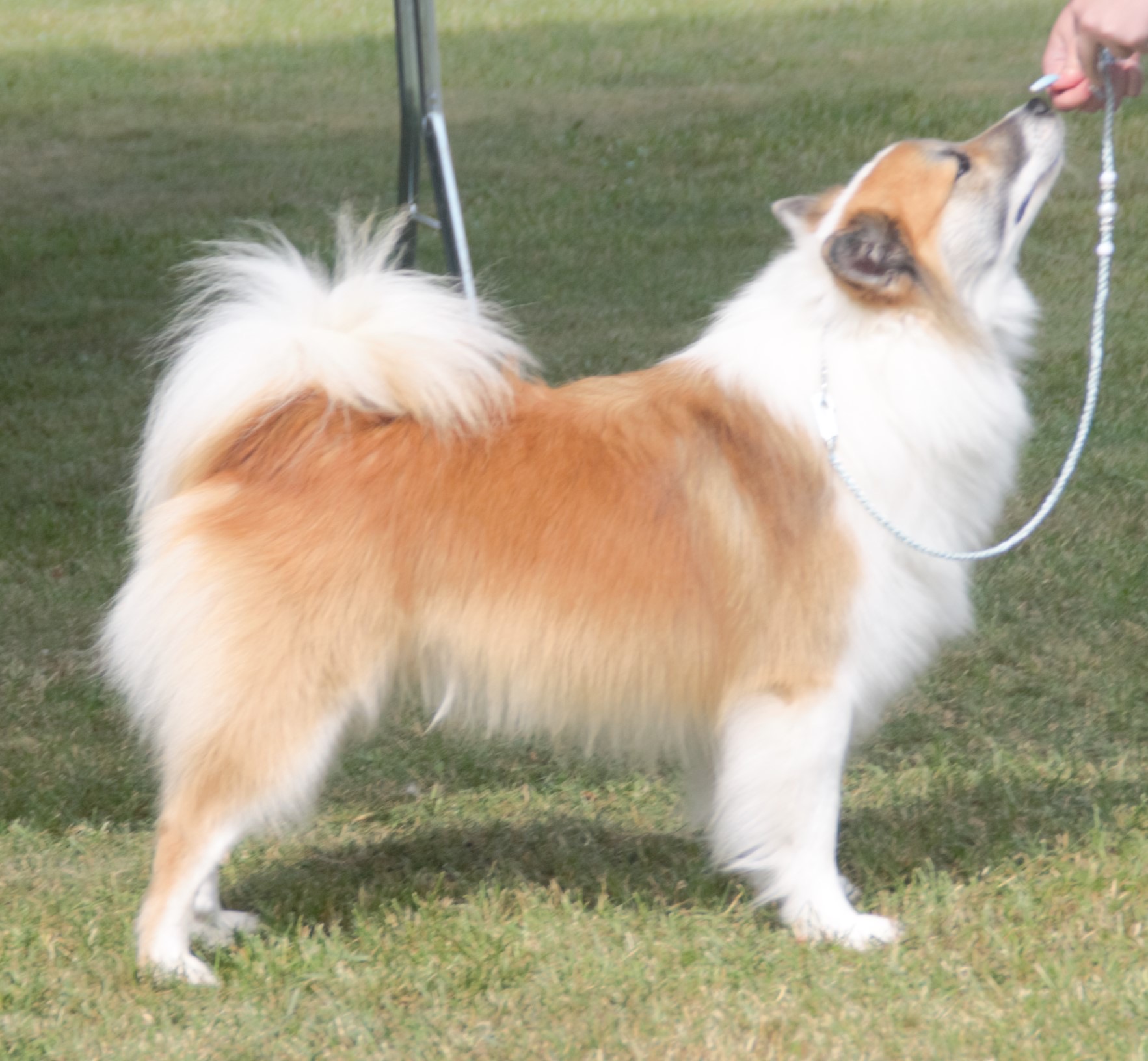 A real long-haired Icelandic Sheepdog